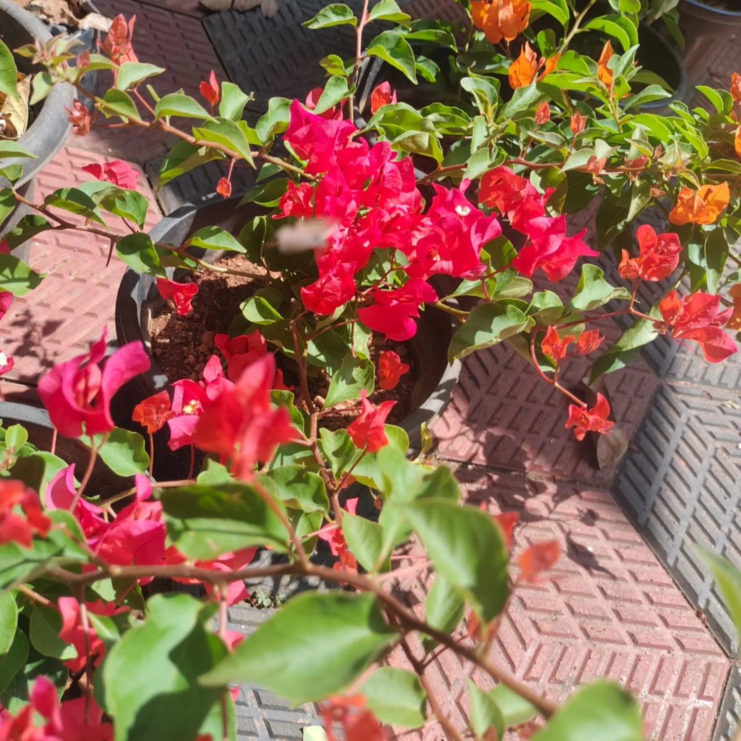 Bougainvillea Chilli Red Hybrid Flower Seeds