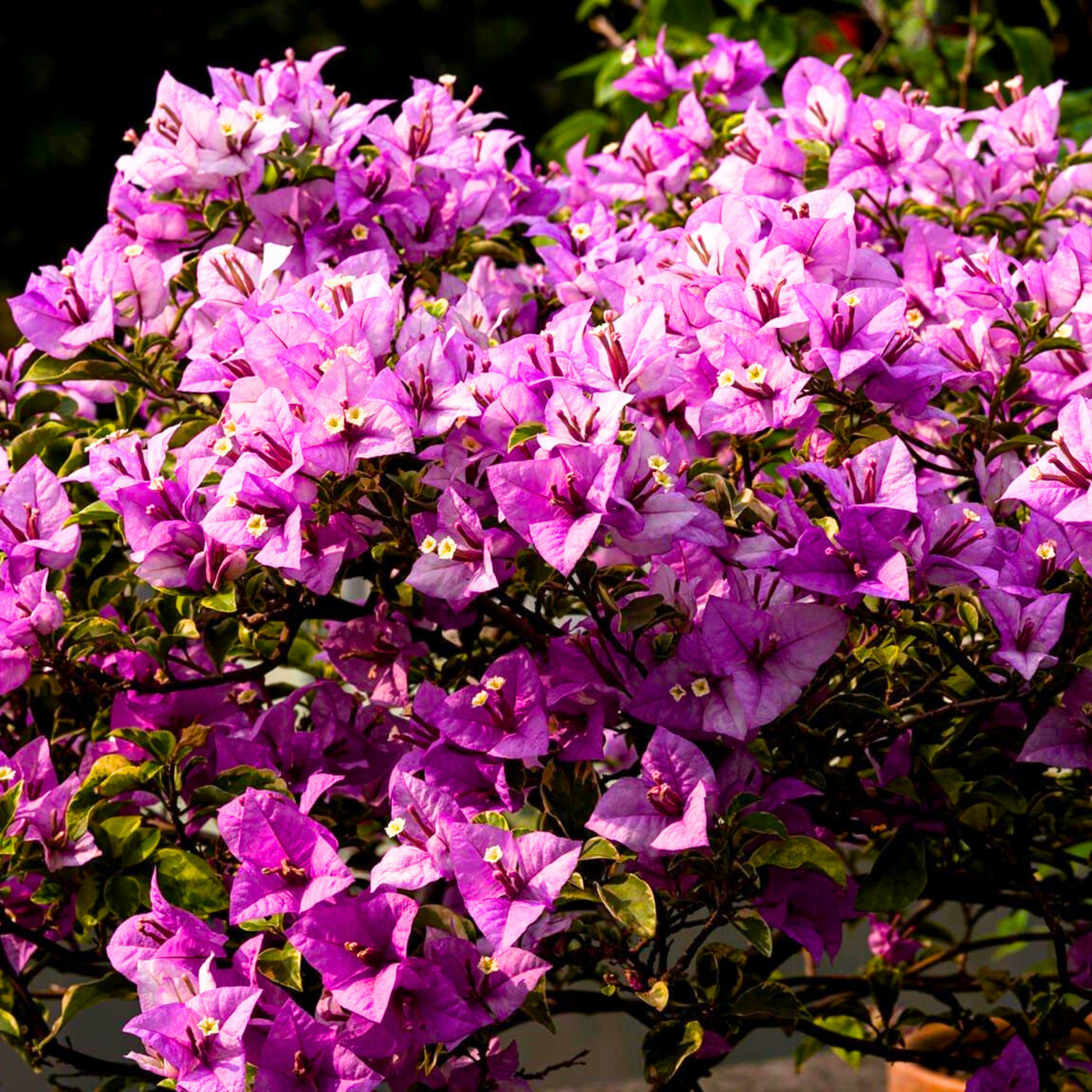 Bougainvillea Golden Summer Tricolour Flower Seeds