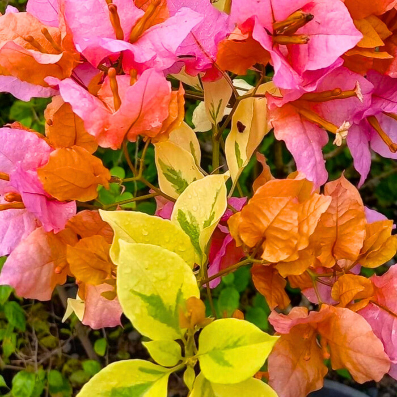 Bougainvillea Hybrid Newspaper Variegated Flower Seeds