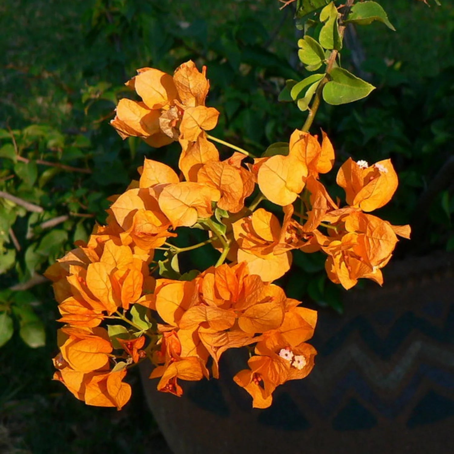 Bougainvillea Orange Creeper Flower Seeds