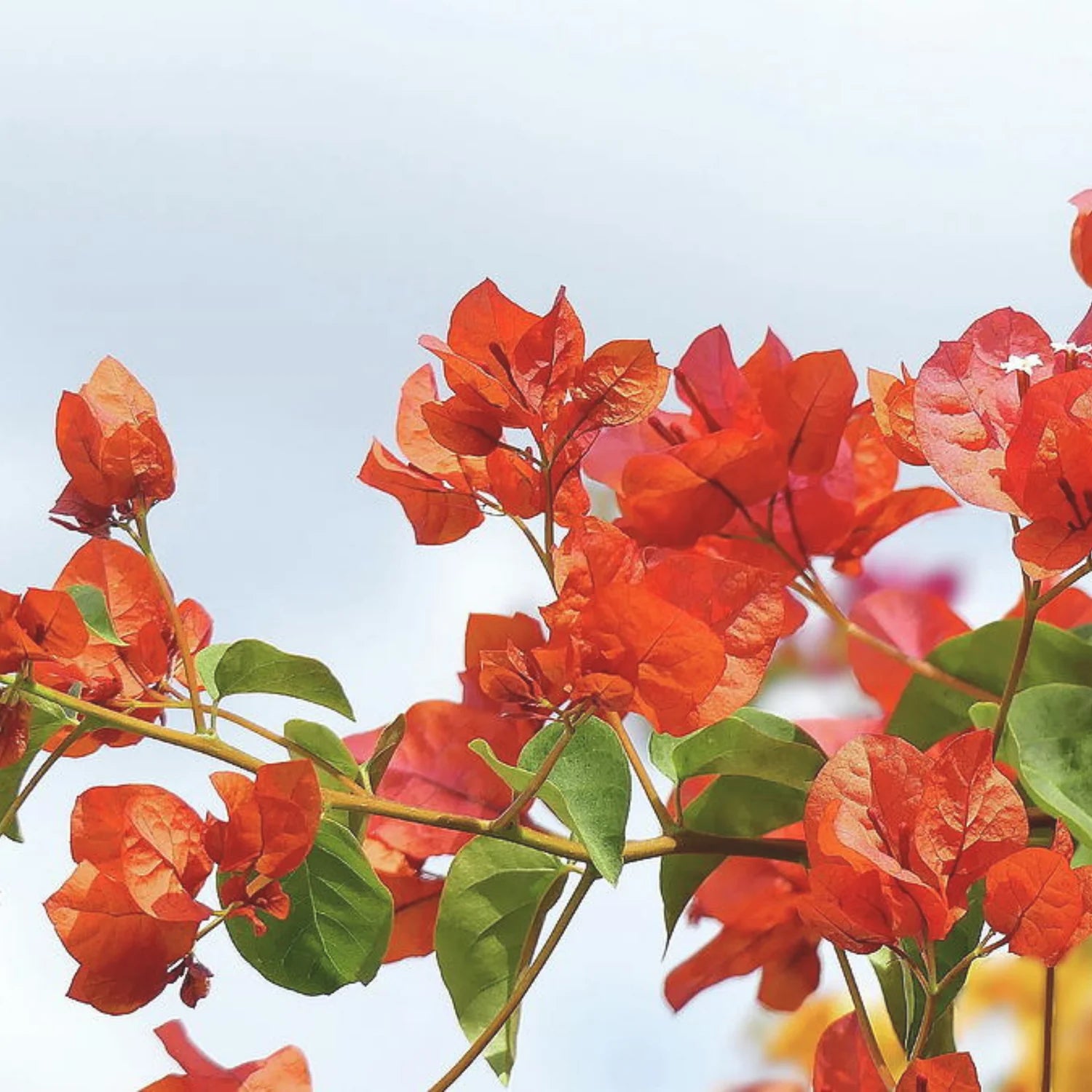 Bougainvillea Orange Creeper Flower Seeds