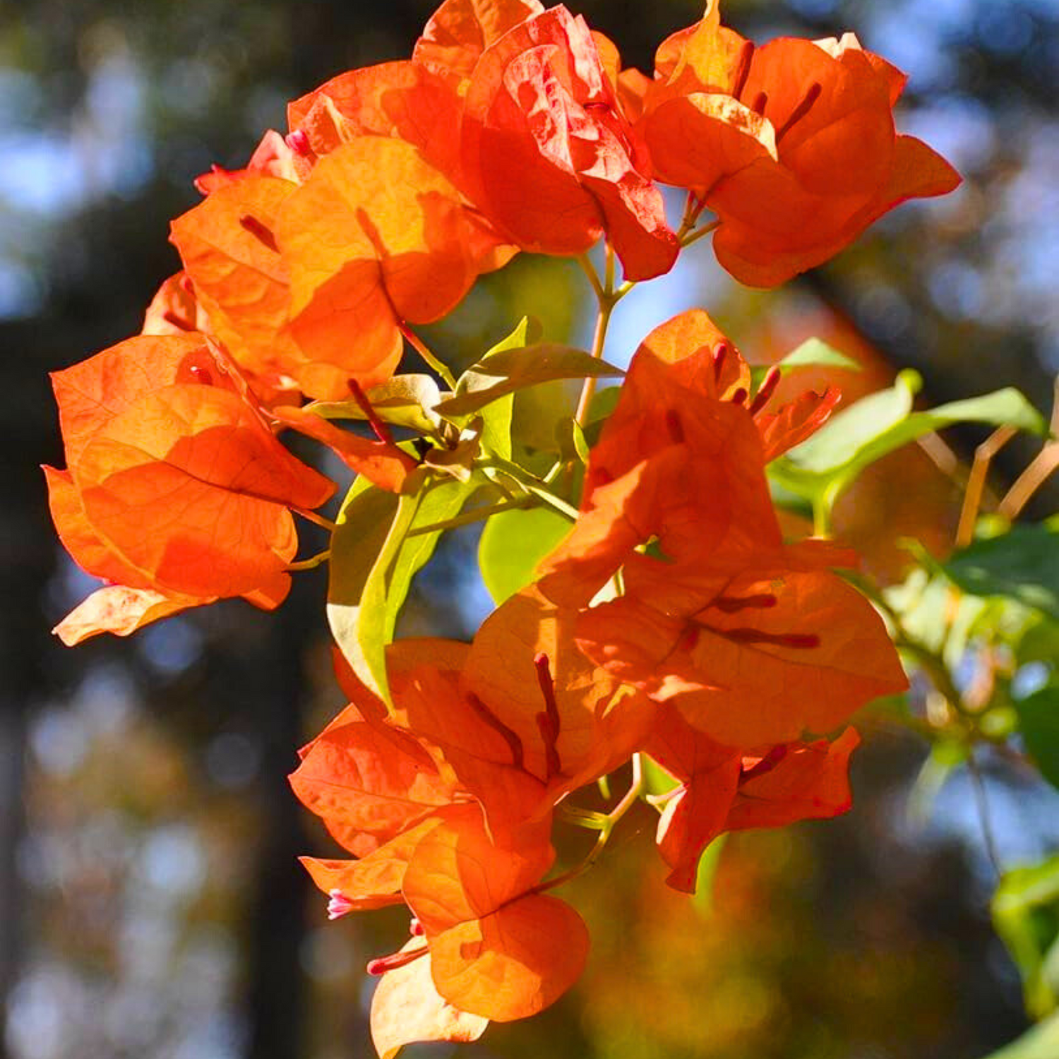 Bougainvillea Orange Flower Seeds