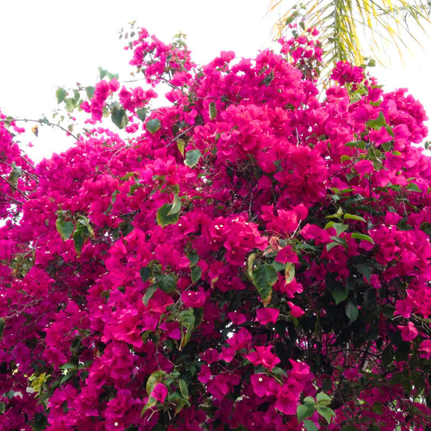 Bougainvillea Pink Creeper Flower Seeds