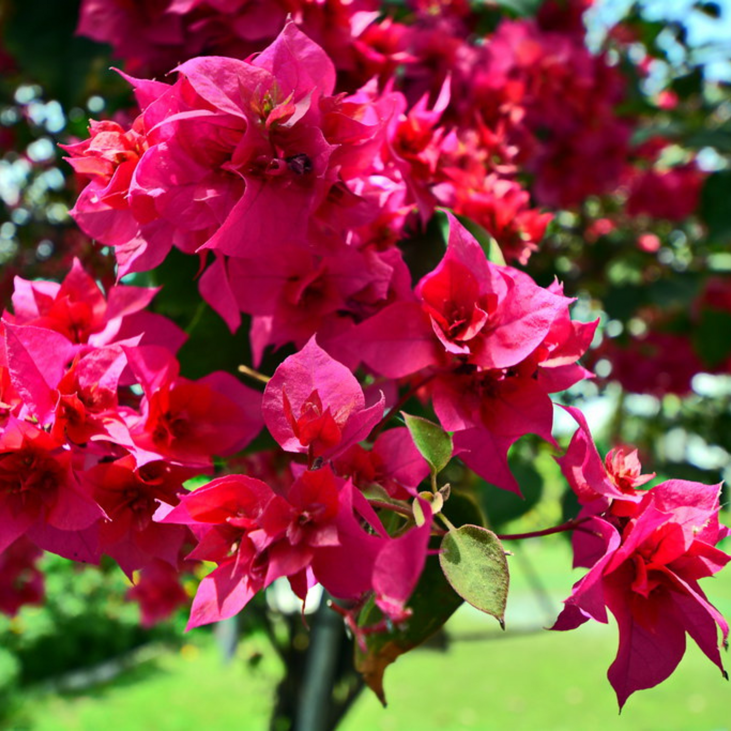 Bougainvillea Pink Multi Petal Flower Seeds