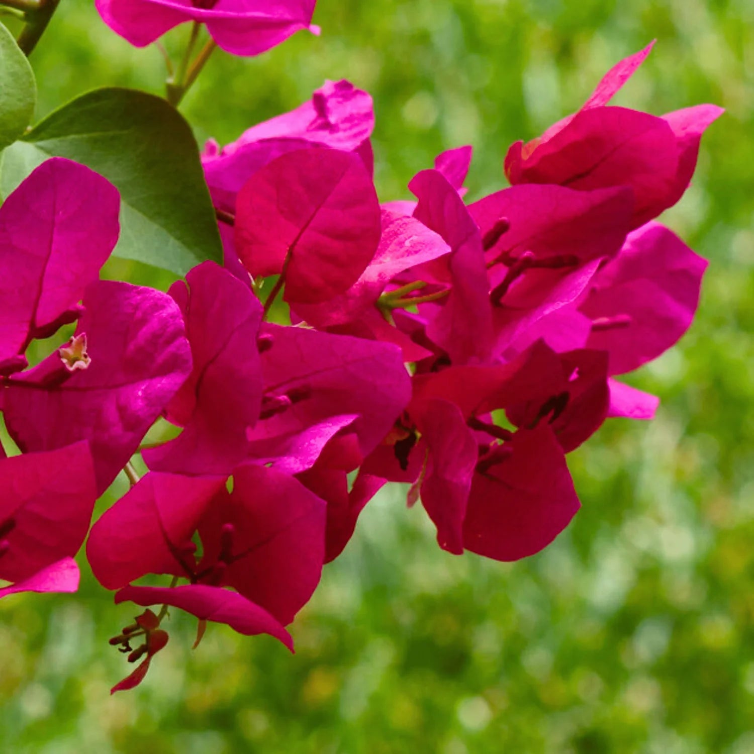 Bougainvillea Pink Multi Petal Flower Seeds