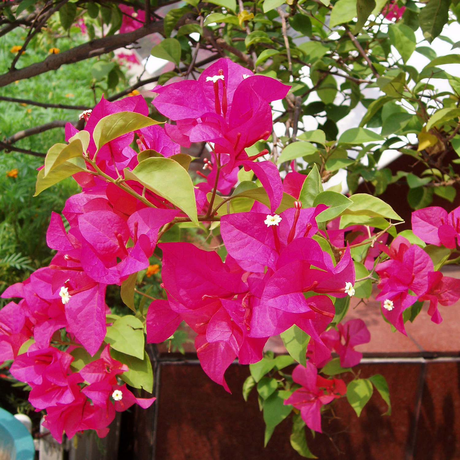 Bougainvillea Pink Flower Seeds