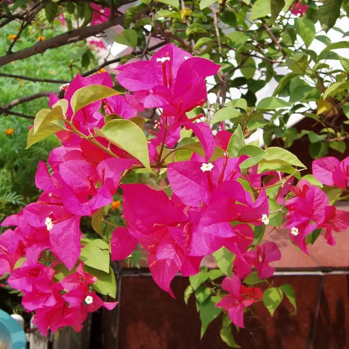 Pink Bougainvillea Plant Seeds for Planting – NON GMO Seeds Dhara Seeds