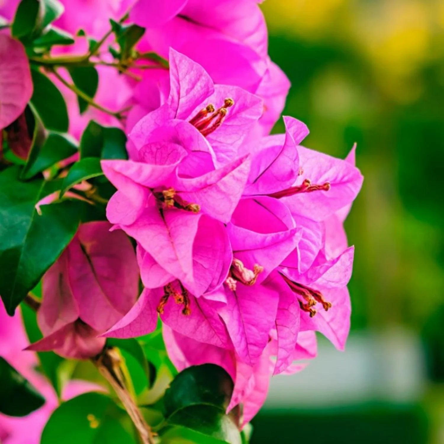 Bougainvillea Pink Flower Seeds