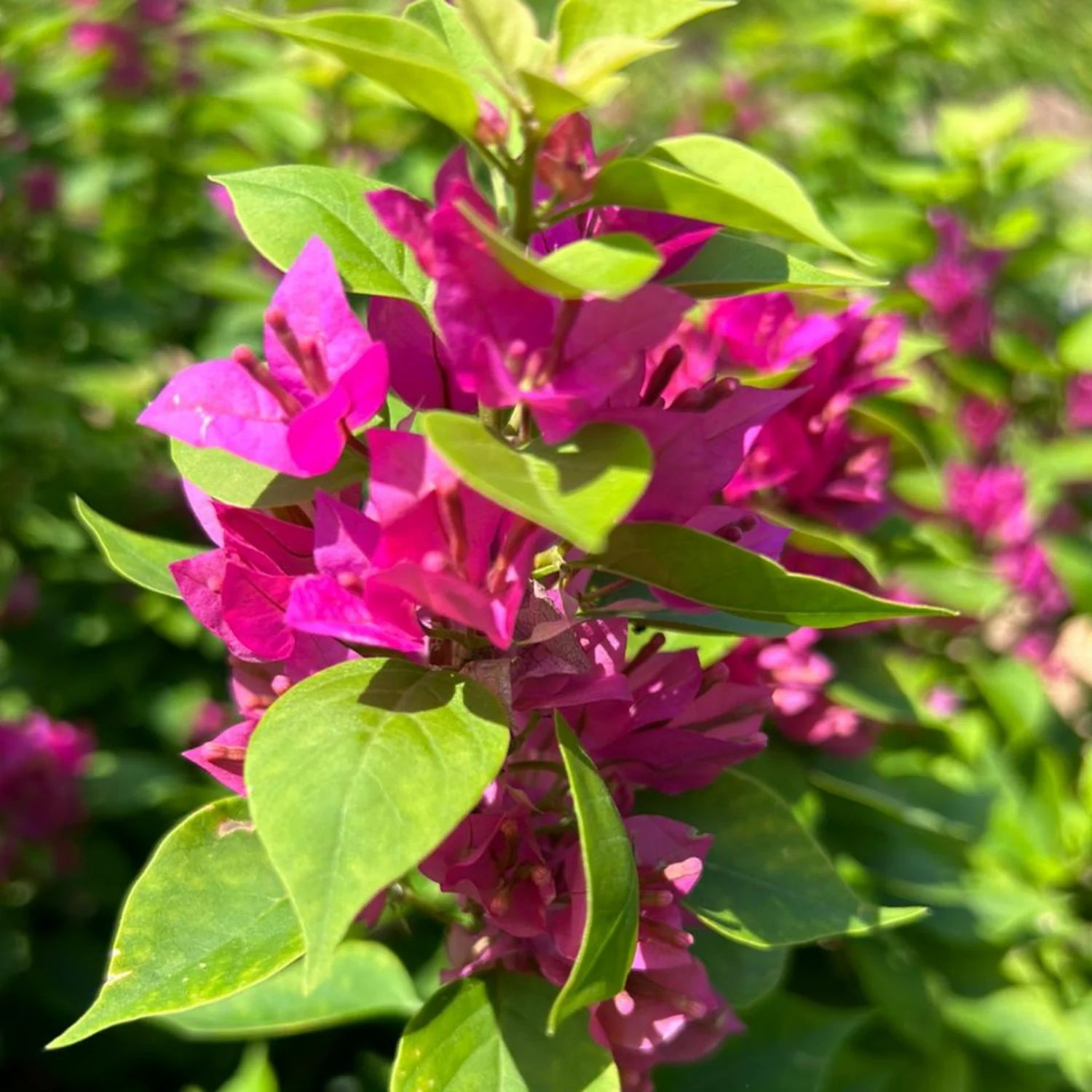 Bougainvillea Pink Flower Seeds