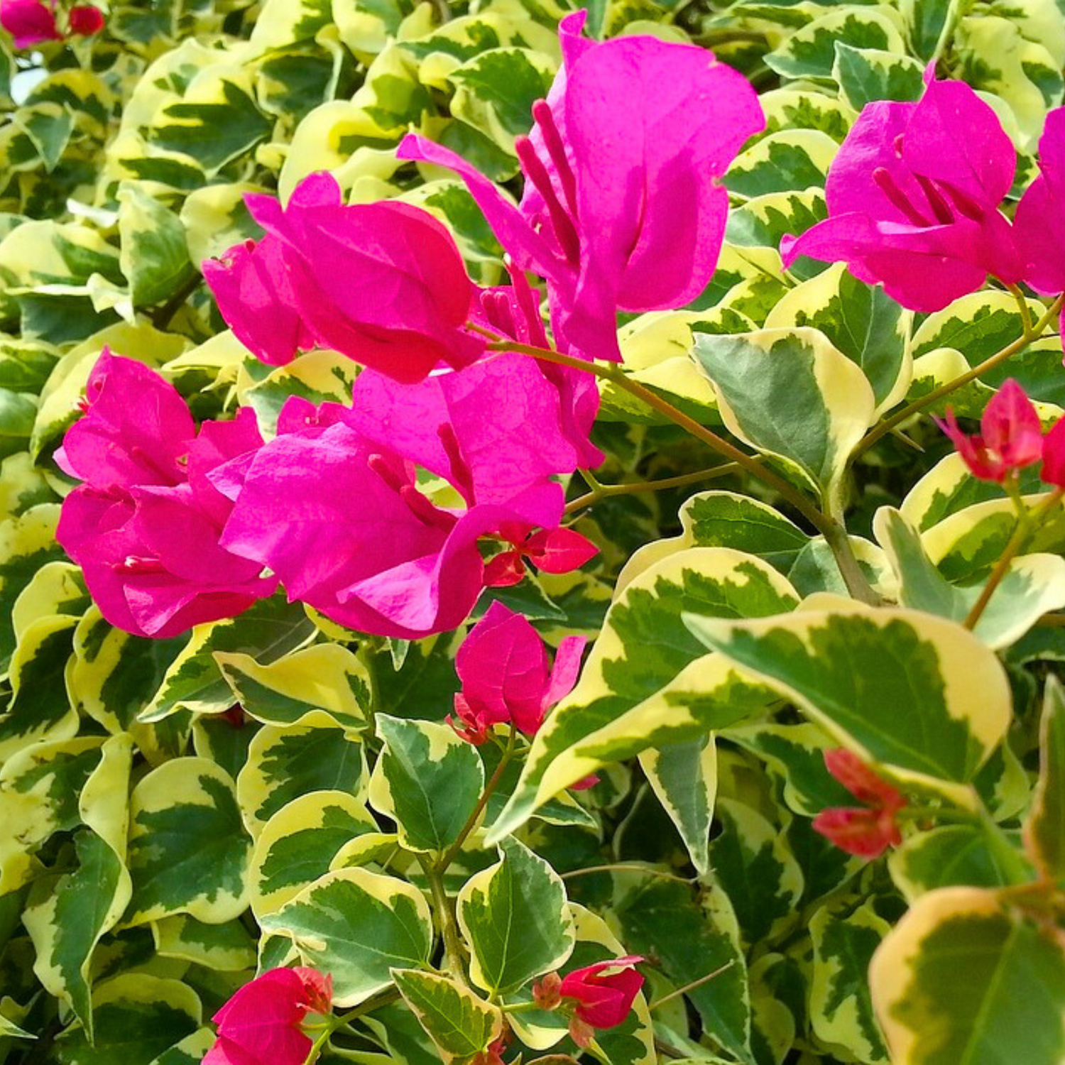 Bougainvillea Pink Variegated Leaves Flower Seeds