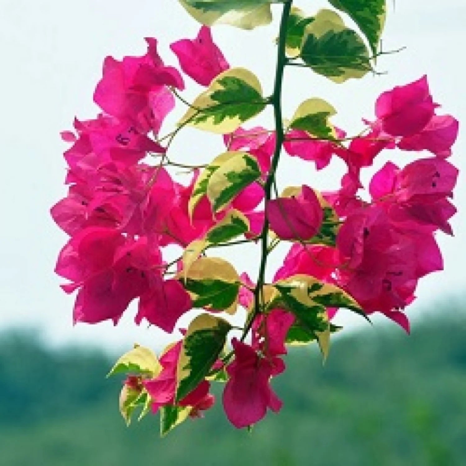 Bougainvillea Pink Variegated Leaves Flower Seeds