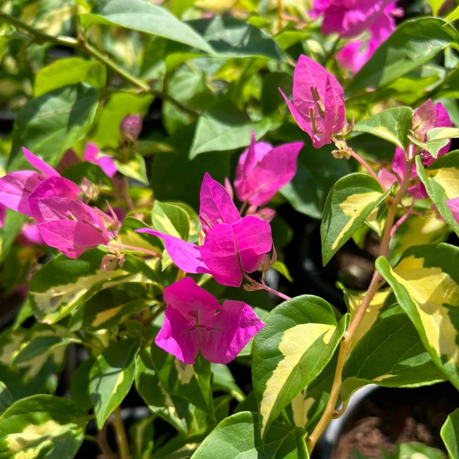 Bougainvillea Pink Variegated Leaves Flower Seeds