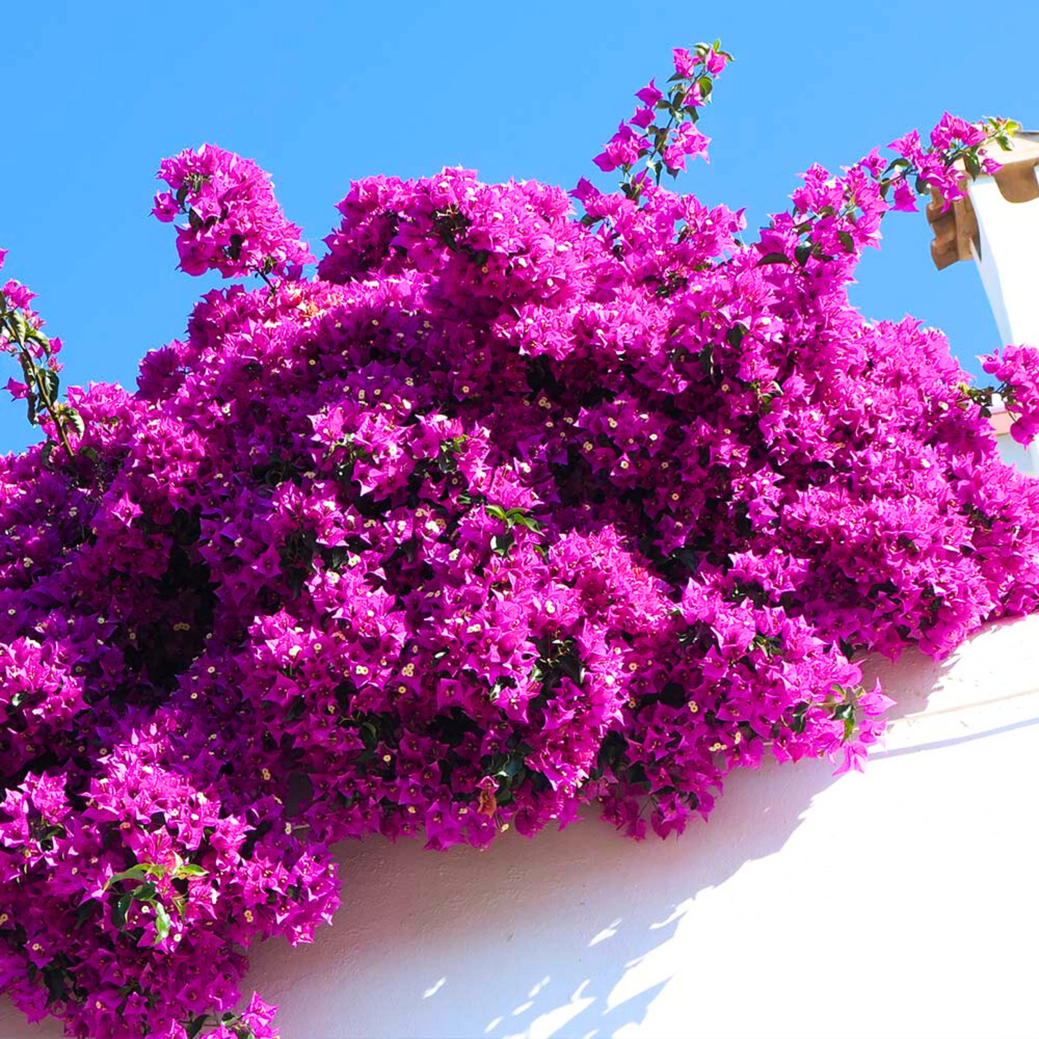 Bougainvillea Purple Creeper Flower Seeds