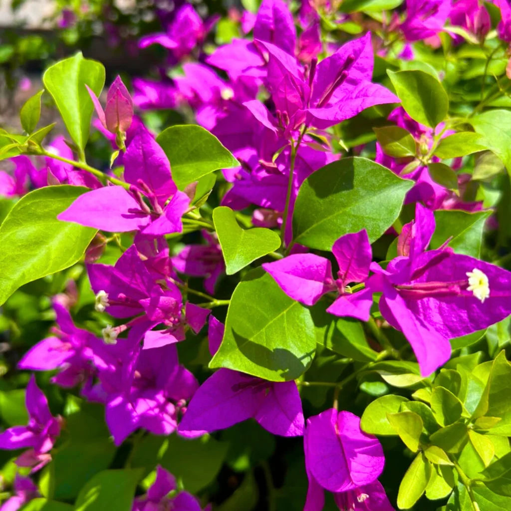 Bougainvillea Spectabilis Seeds For Planting