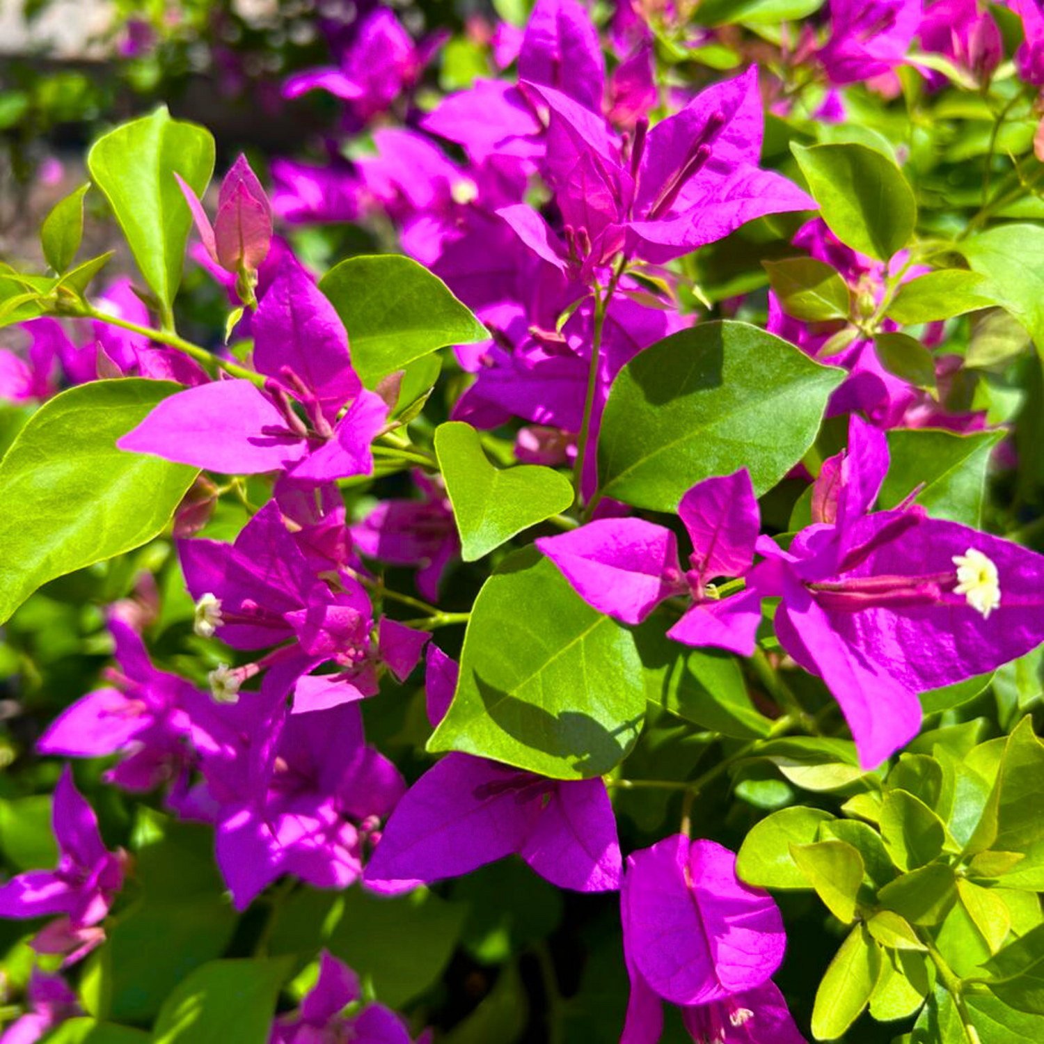 Bougainvillea Purple Flower Seeds