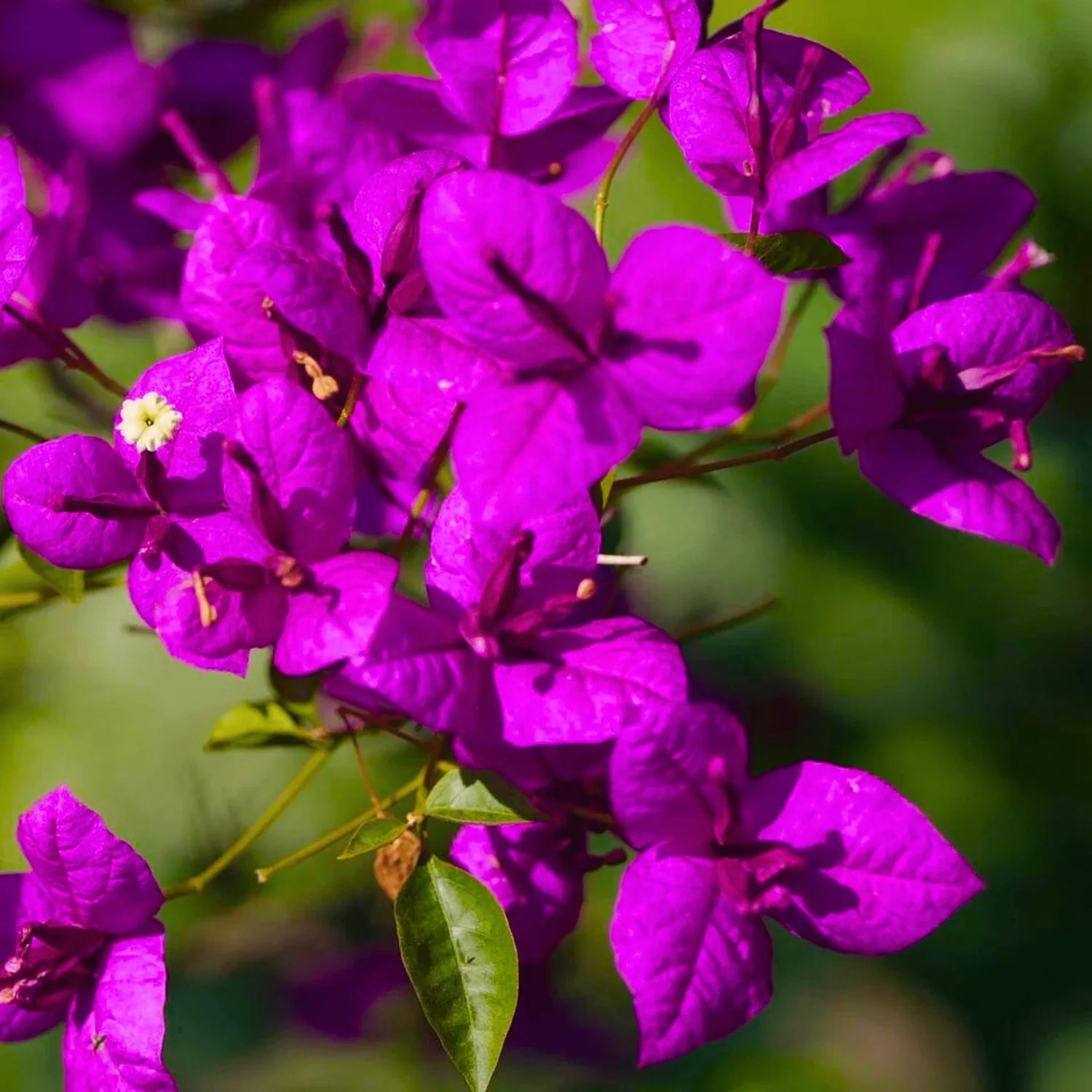 Bougainvillea Purple Flower Seeds