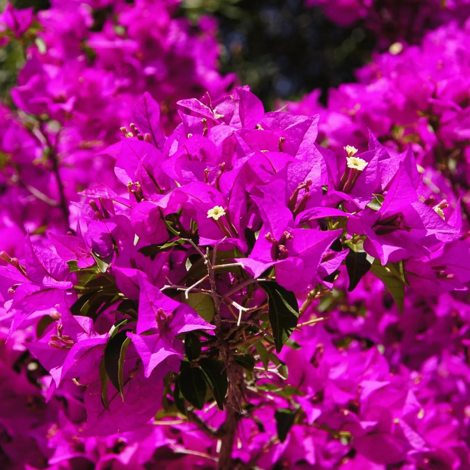 Bougainvillea Purple Flower Seeds