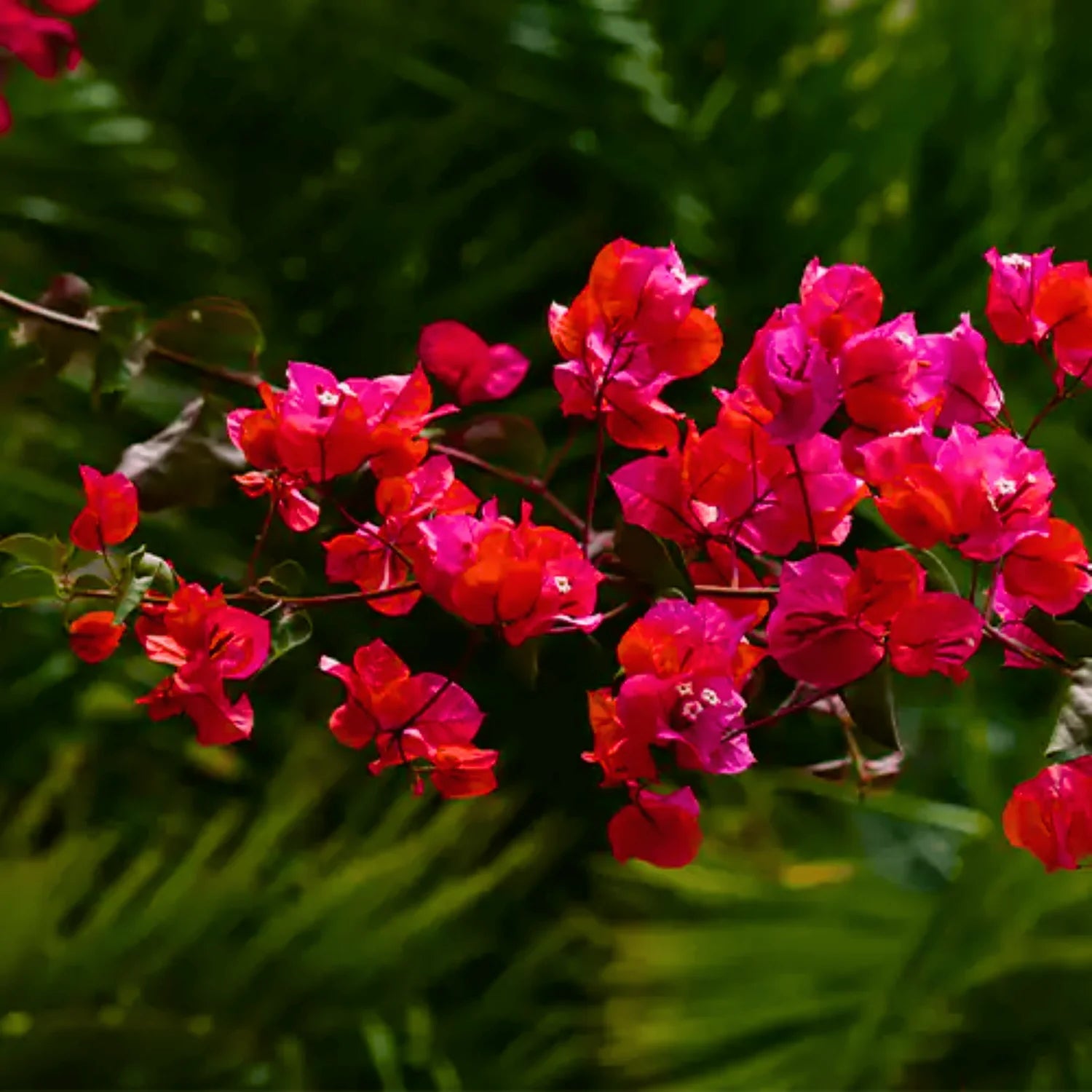 Bougainvillea Red Variegated Leaves Flower Seeds