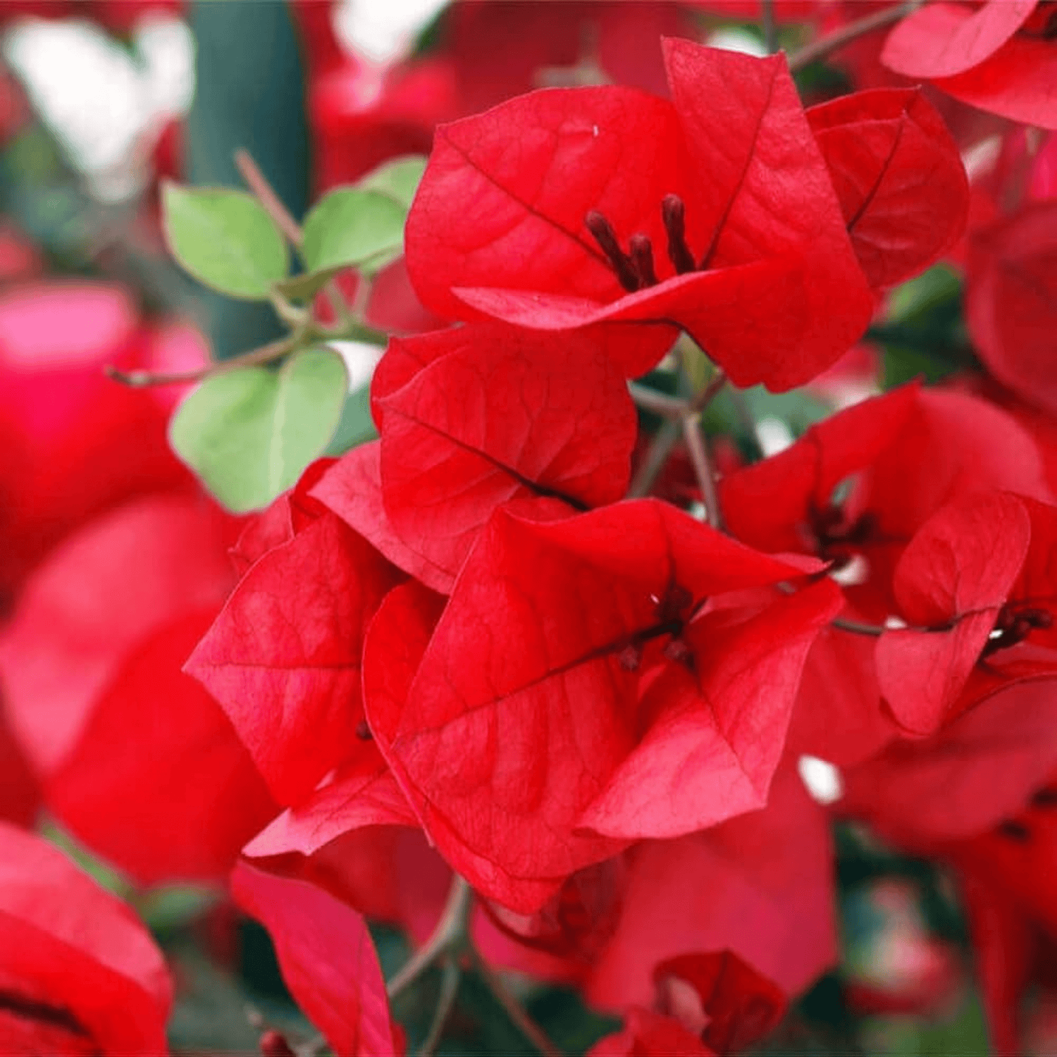 Bougainvillea Red Flower Seeds