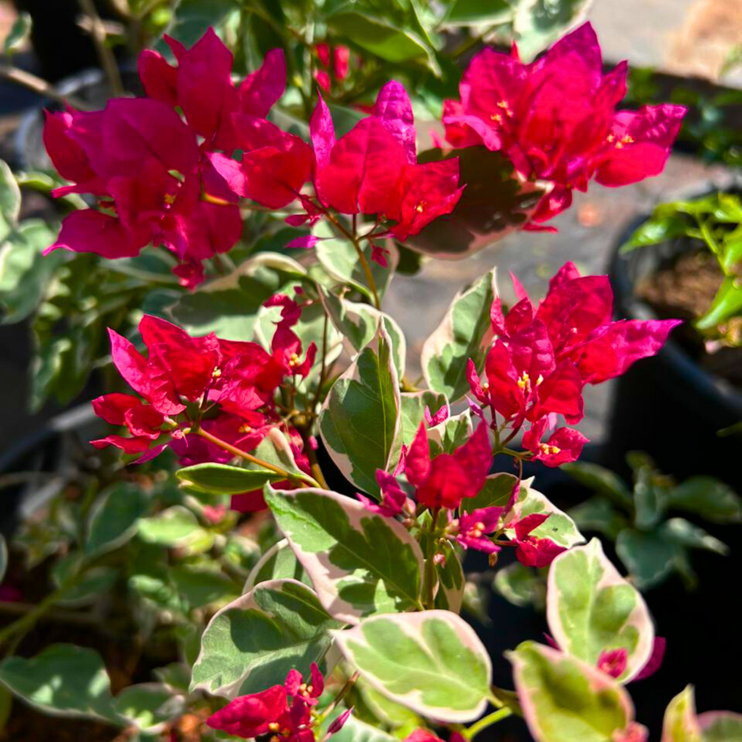 Bougainvillea Red Variegated Leaves Flower Seeds