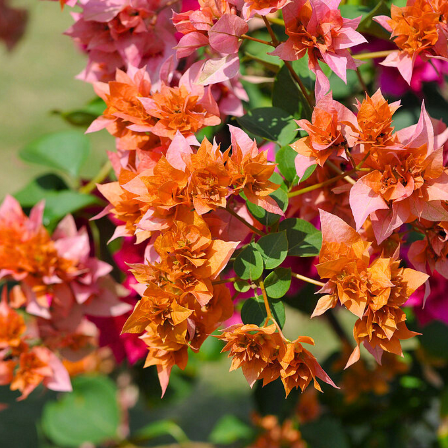 Bougainvillea Roseville Delight Flower Seeds