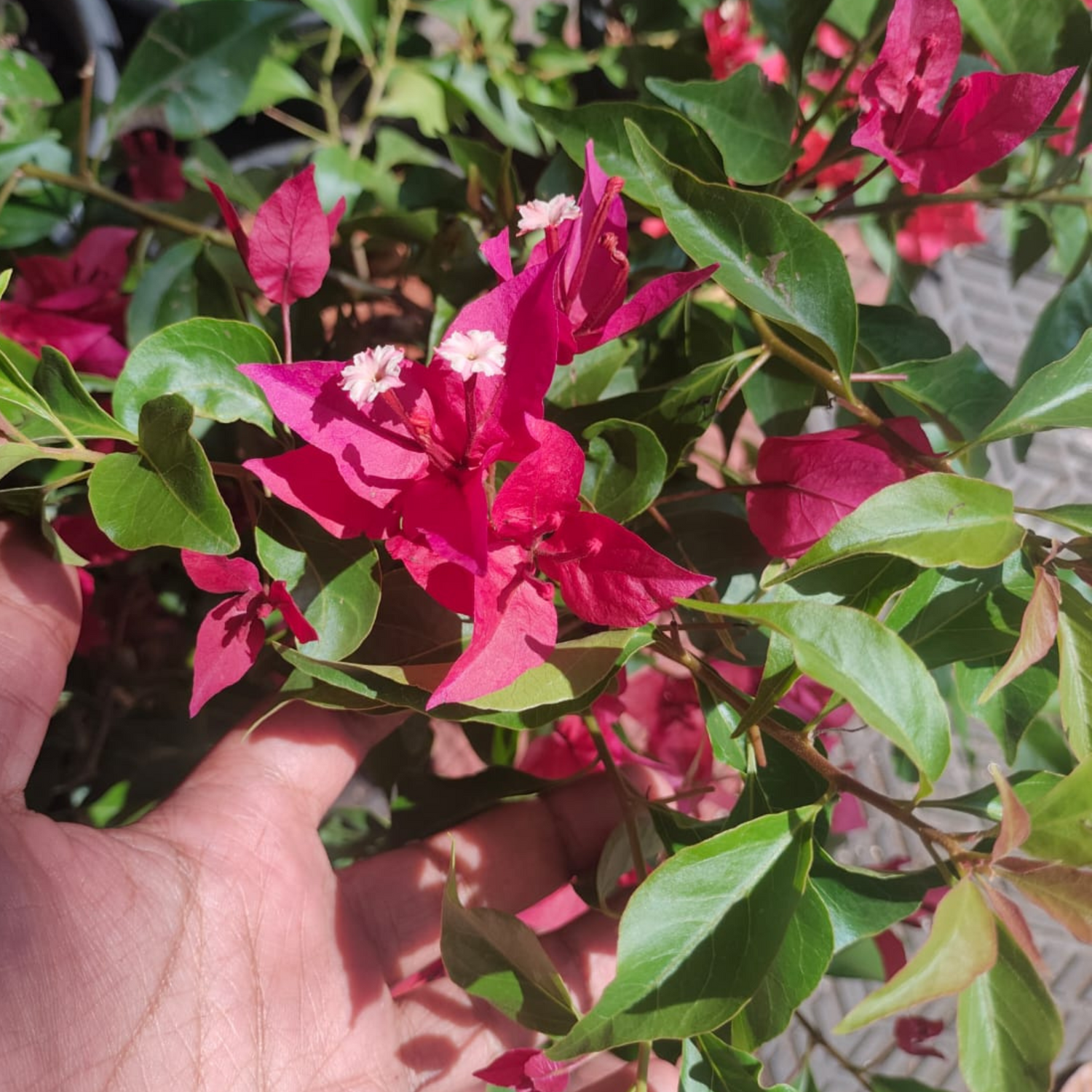 Bougainvillea Ruby Red Hybrid Flower Seeds