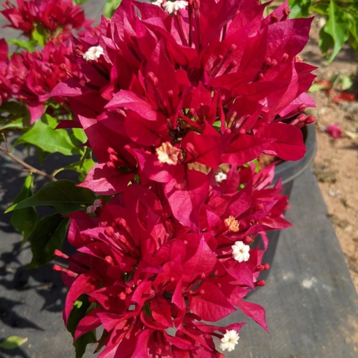 Bougainvillea Ruby Red Hybrid Flower Seeds