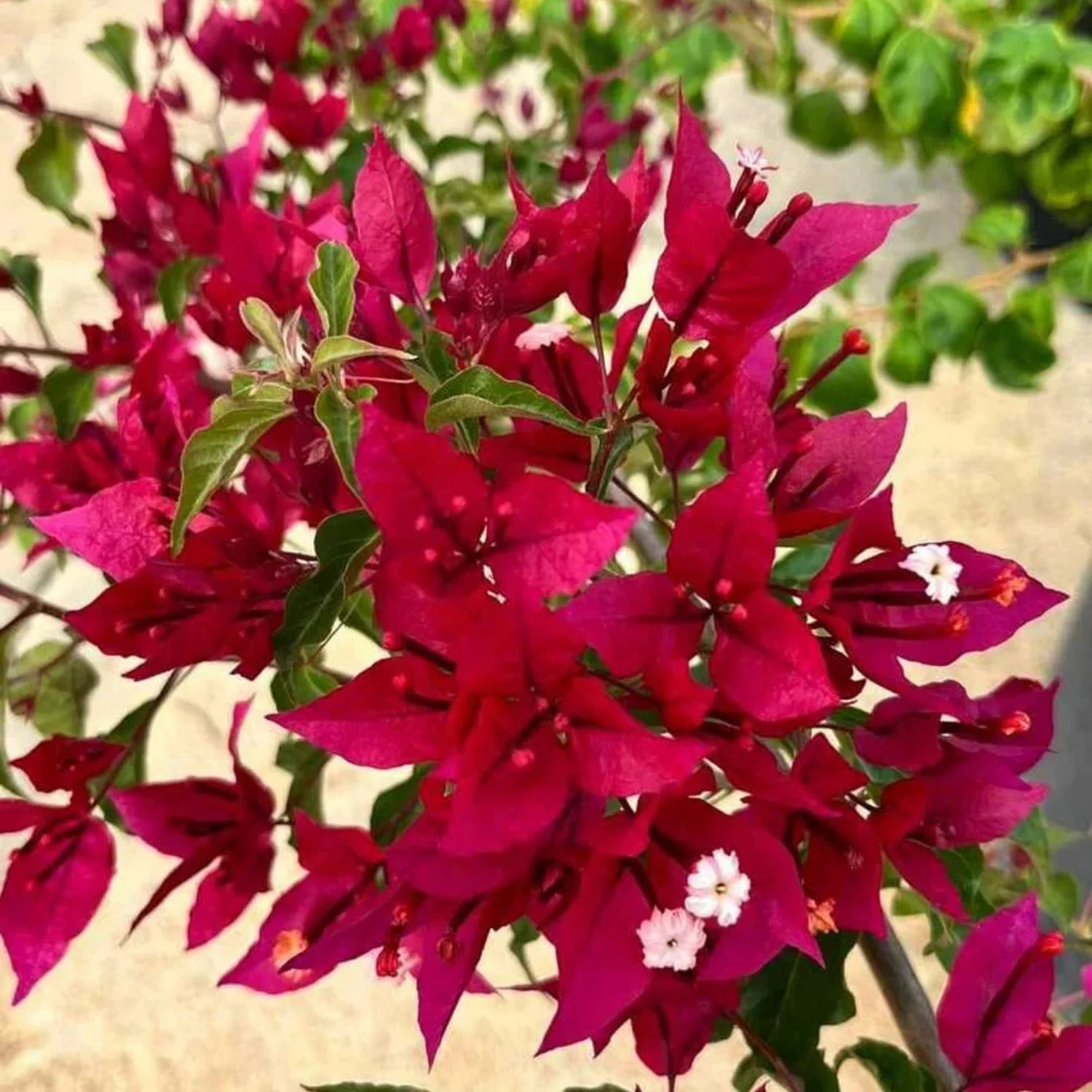 Bougainvillea Ruby Red Hybrid Flower Seeds