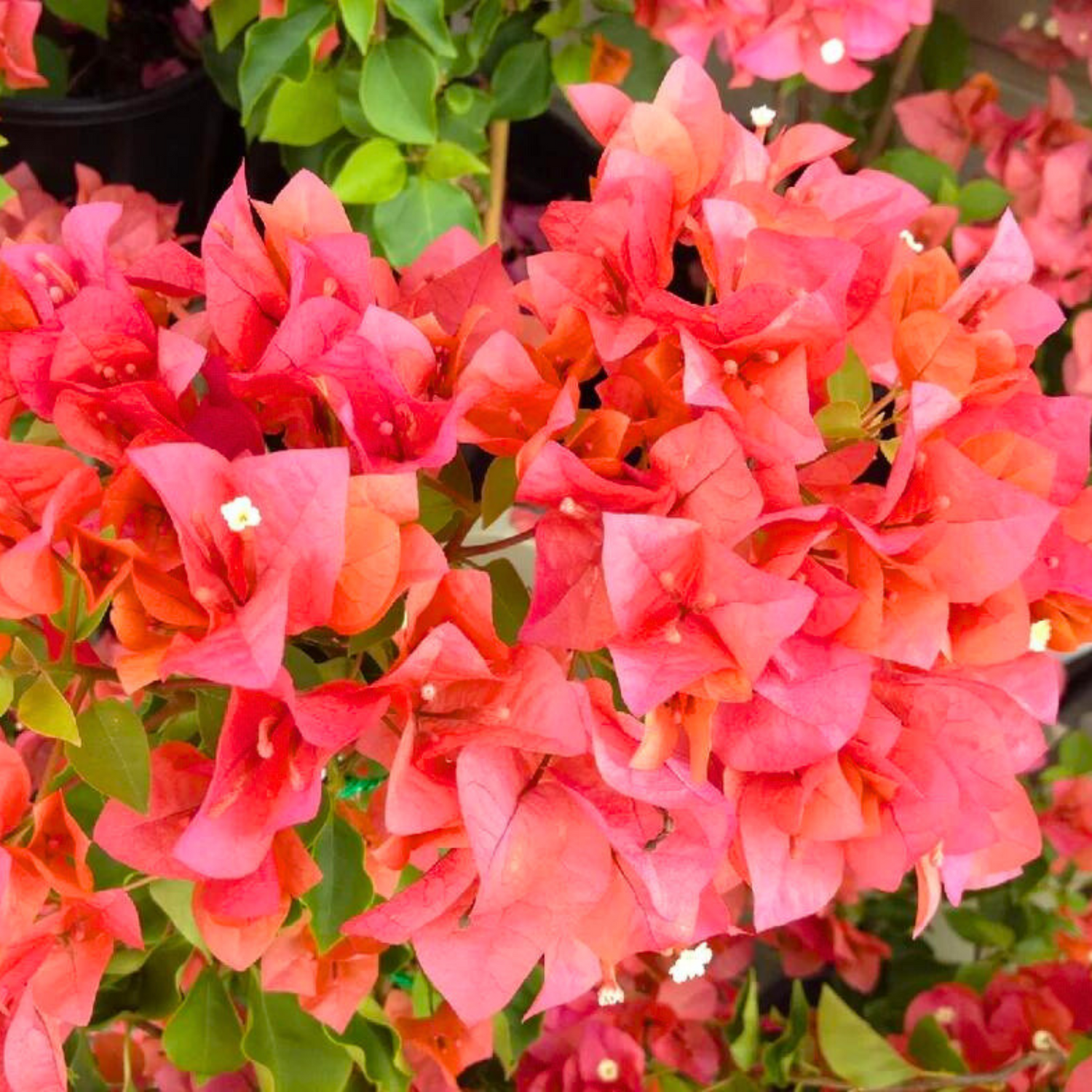 Bougainvillea Salmon Pink Multi Petal Flower Seeds