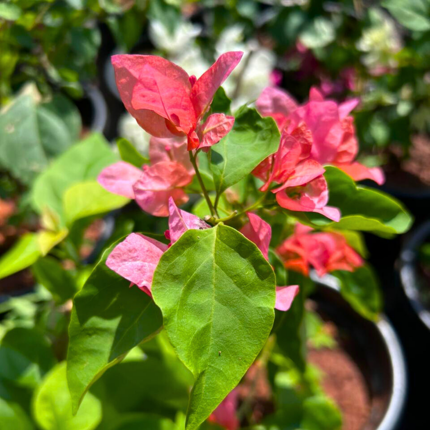 Bougainvillea Salmon Pink Flower Seeds