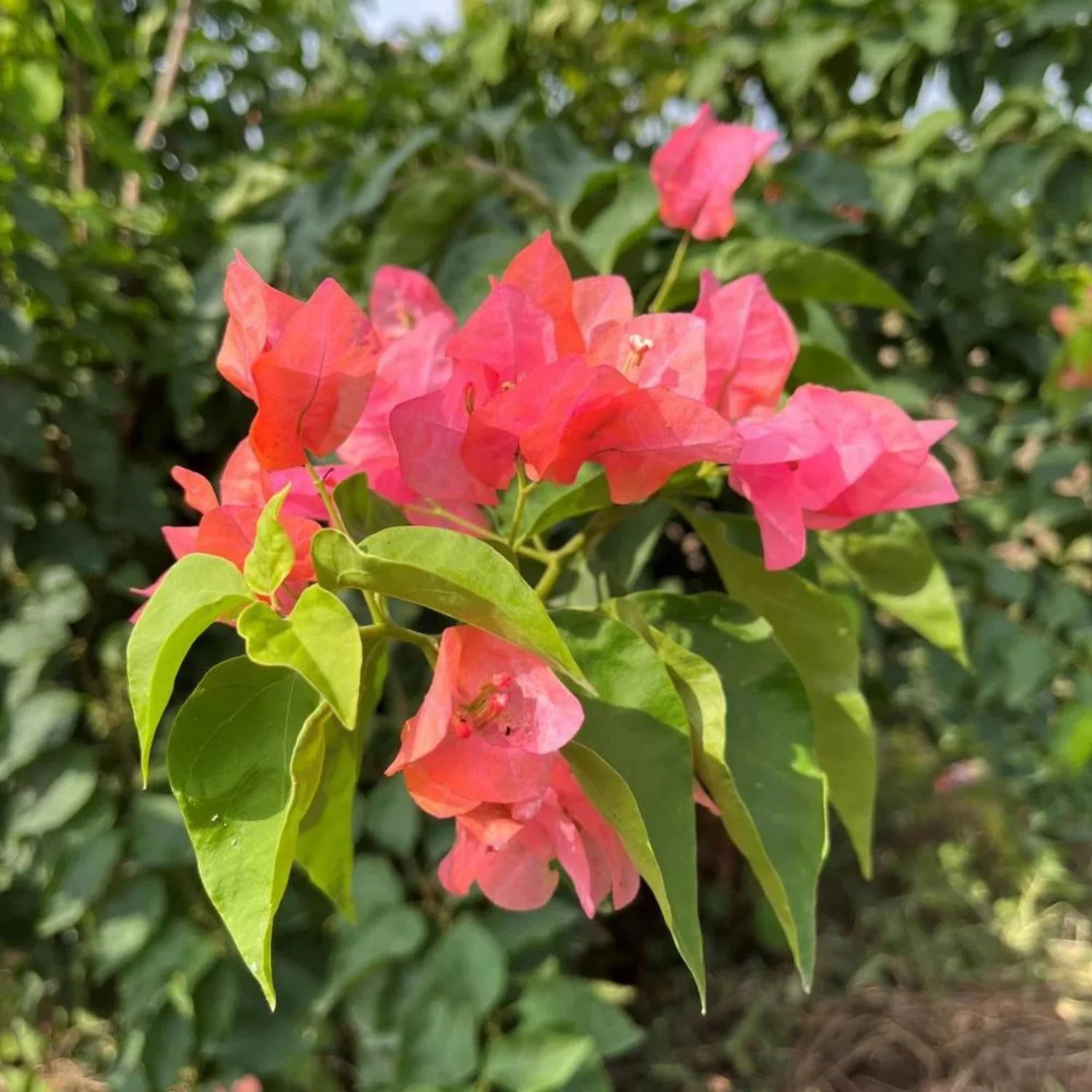 Bougainvillea Salmon Pink Flower Seeds