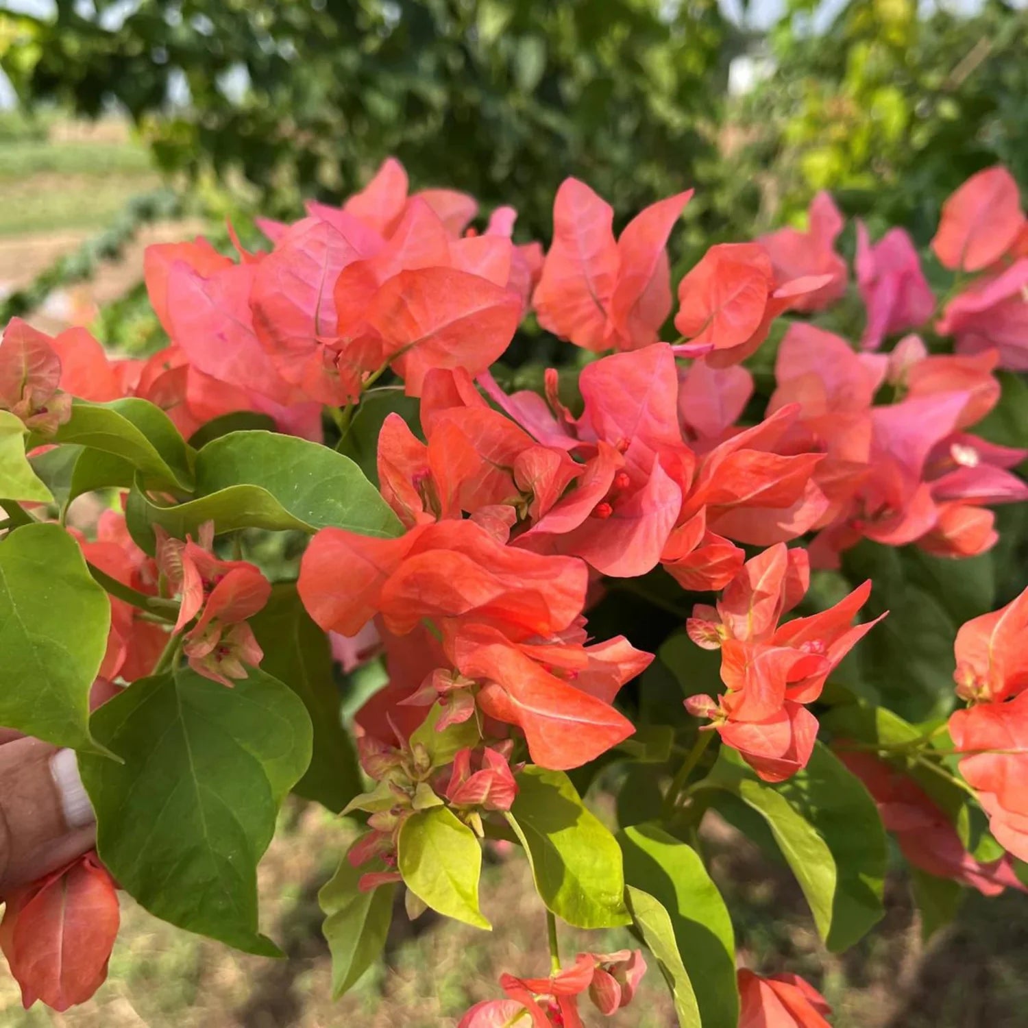 Bougainvillea Salmon Pink Flower Seeds