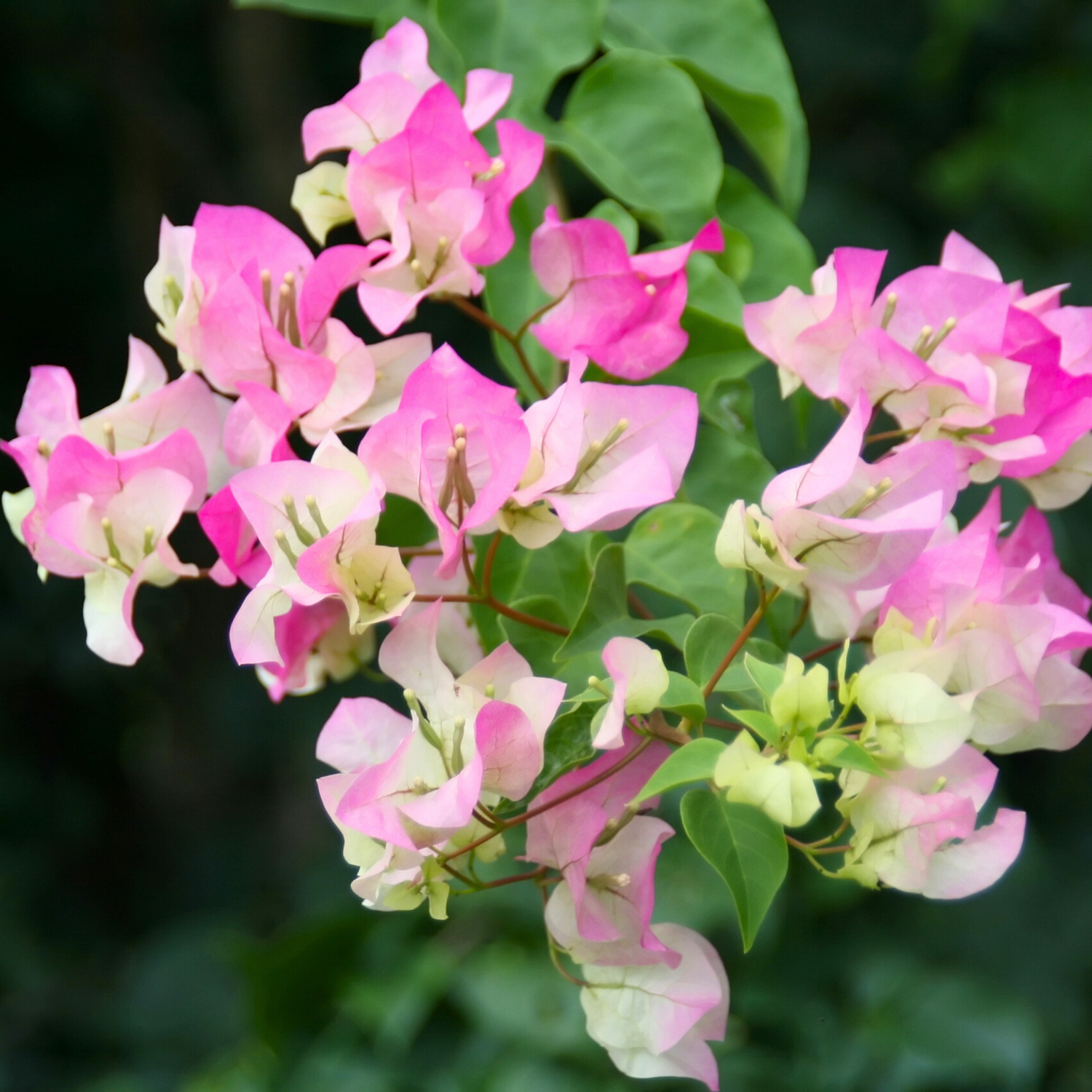 Bougainvillea Thai Delight Flower Seeds