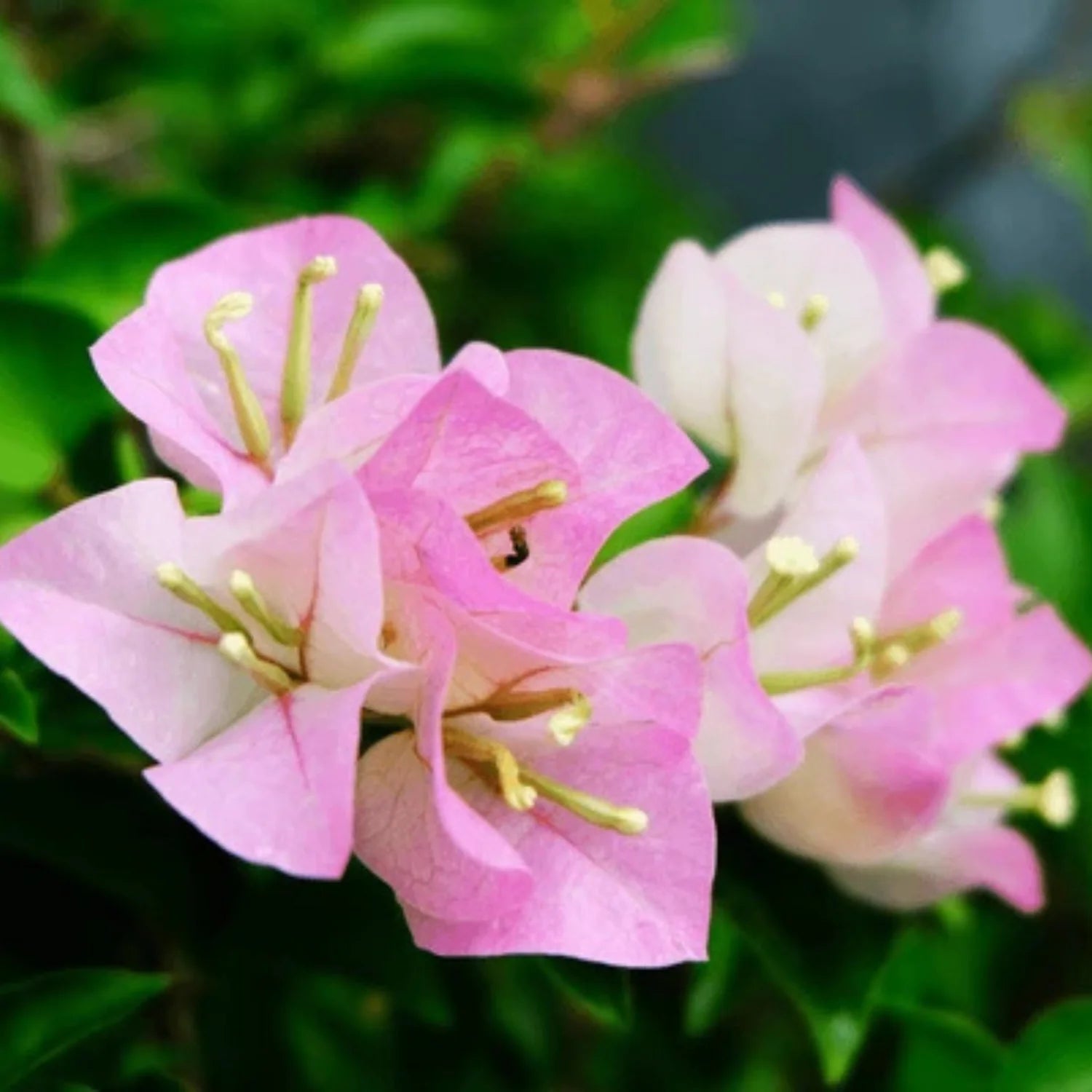 Bougainvillea Thai Delight Flower Seeds