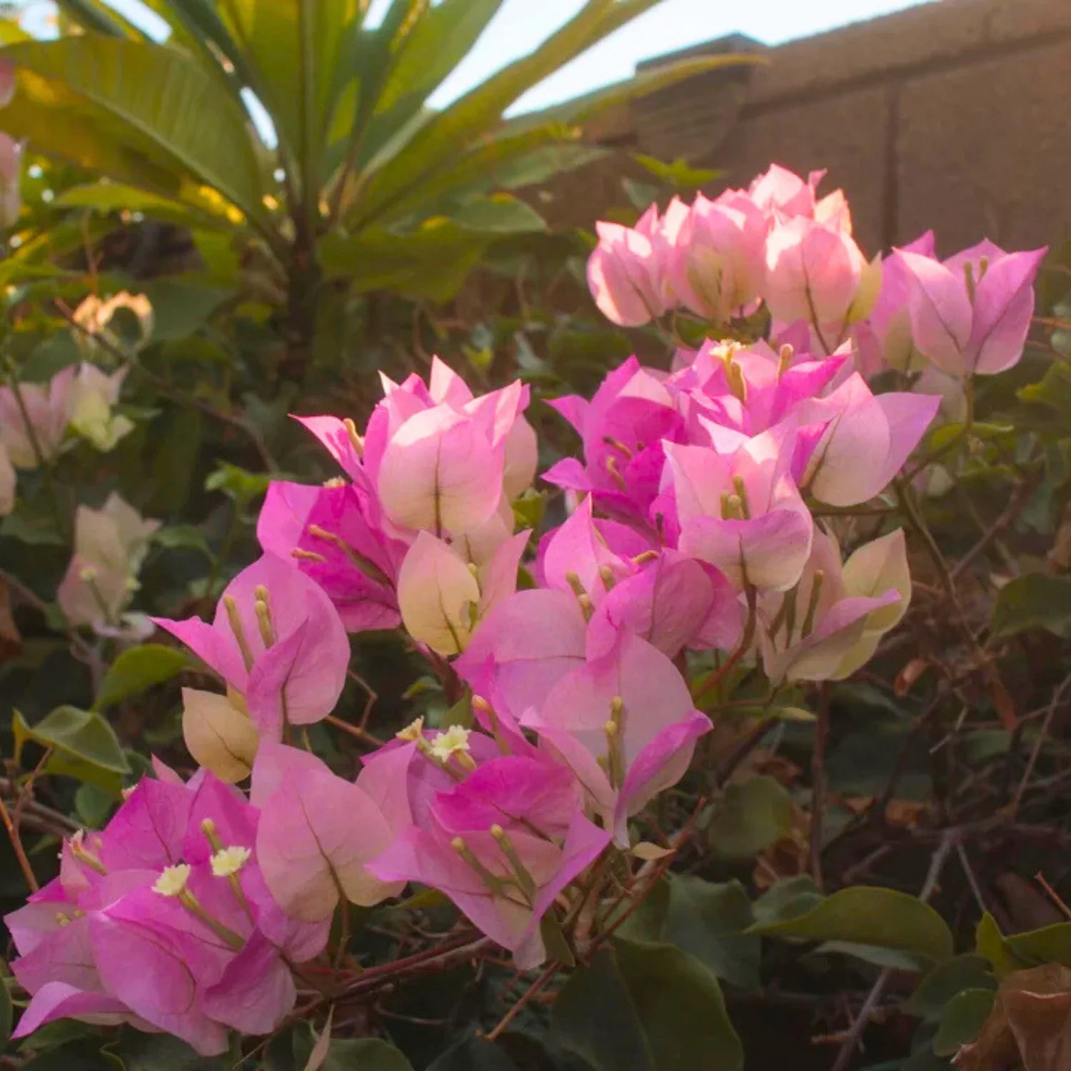 Bougainvillea Thai Delight Flower Seeds