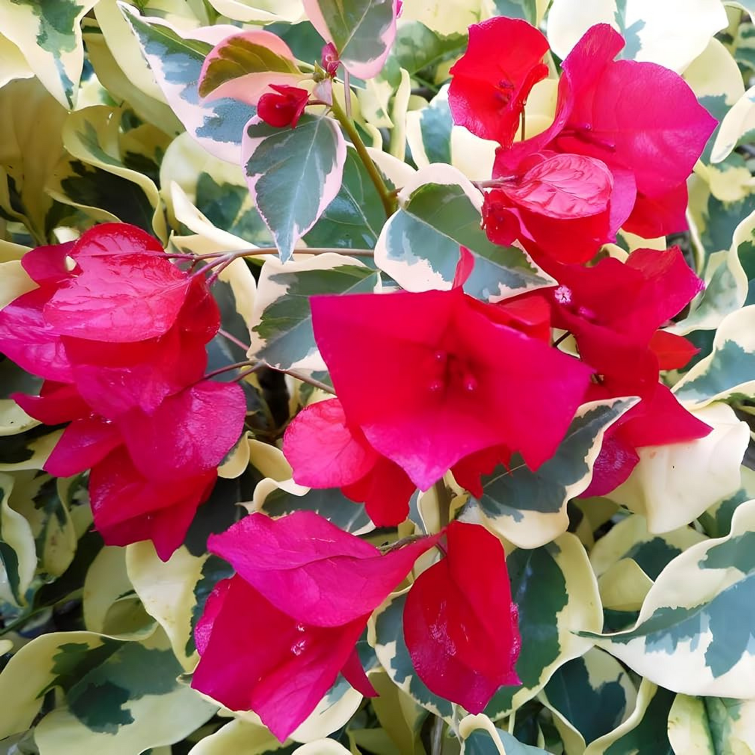 Bougainvillea Variegated Dr. Rao Flower Seeds