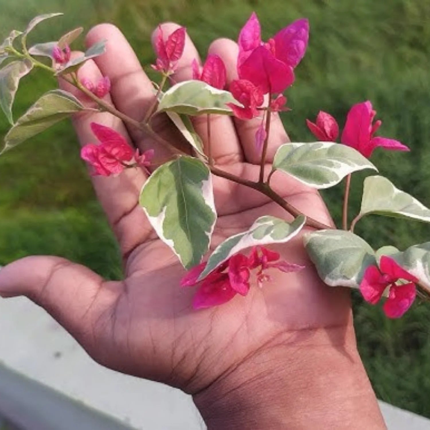 Bougainvillea Variegated Dr. Rao Flower Seeds