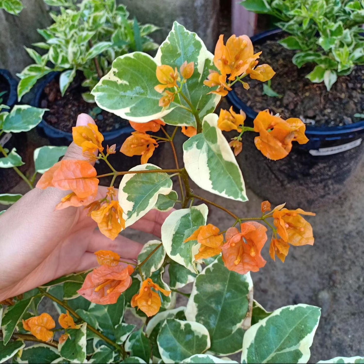 Bougainvillea Variegated Orange Flower Seeds