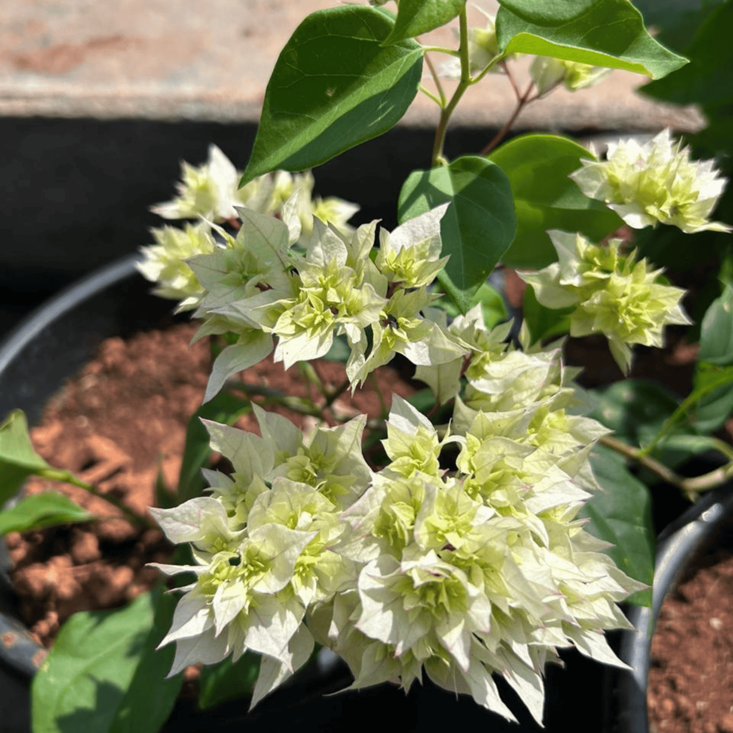 Bougainvillea White Multi Petal Flower Seeds