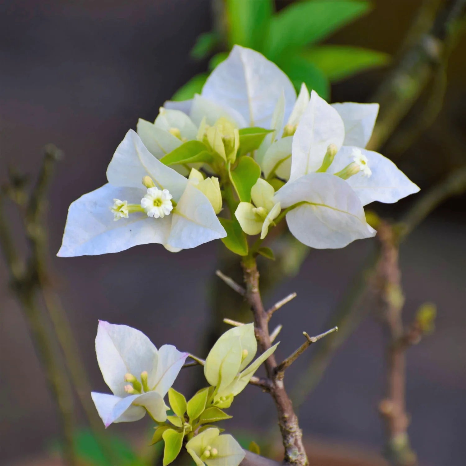 Bougainvillea White Flower Seeds