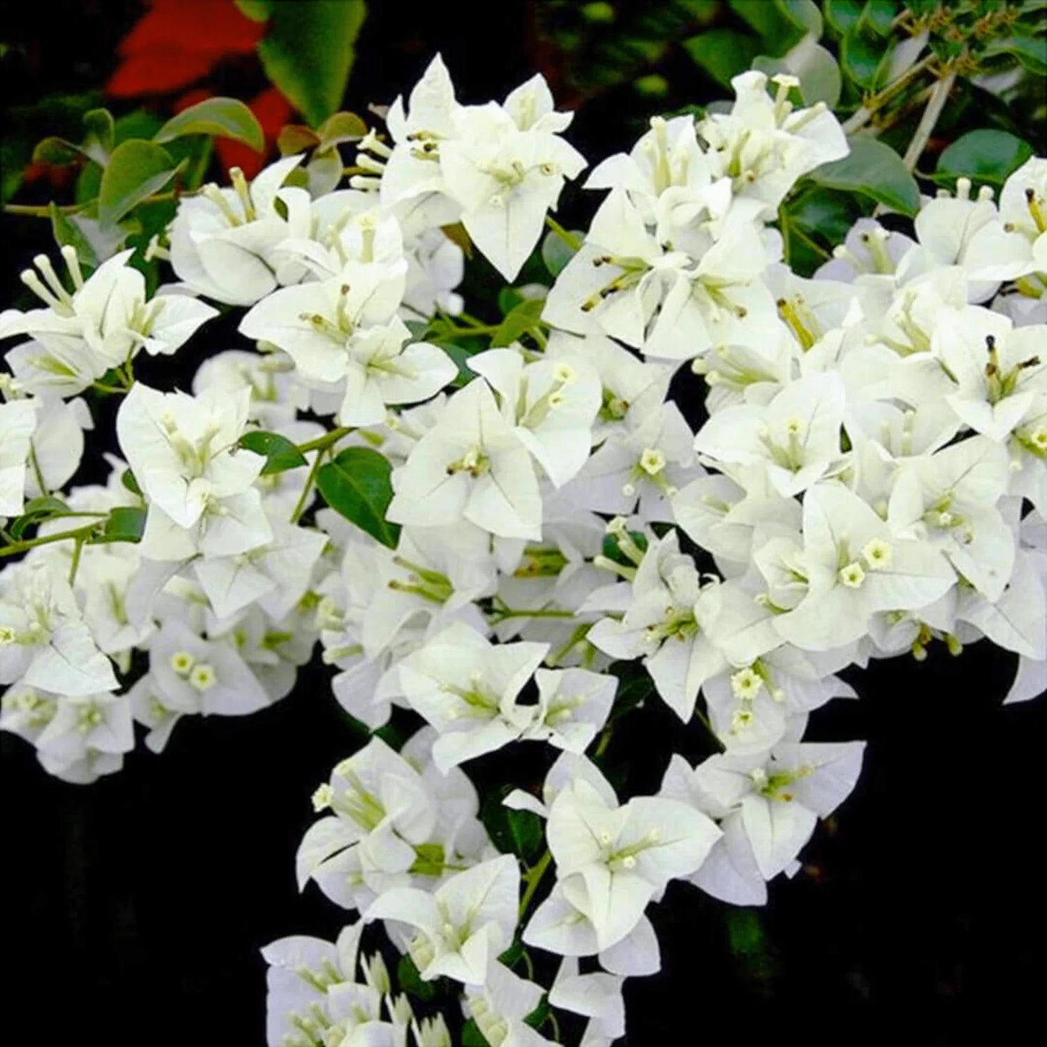 Bougainvillea White Flower Seeds