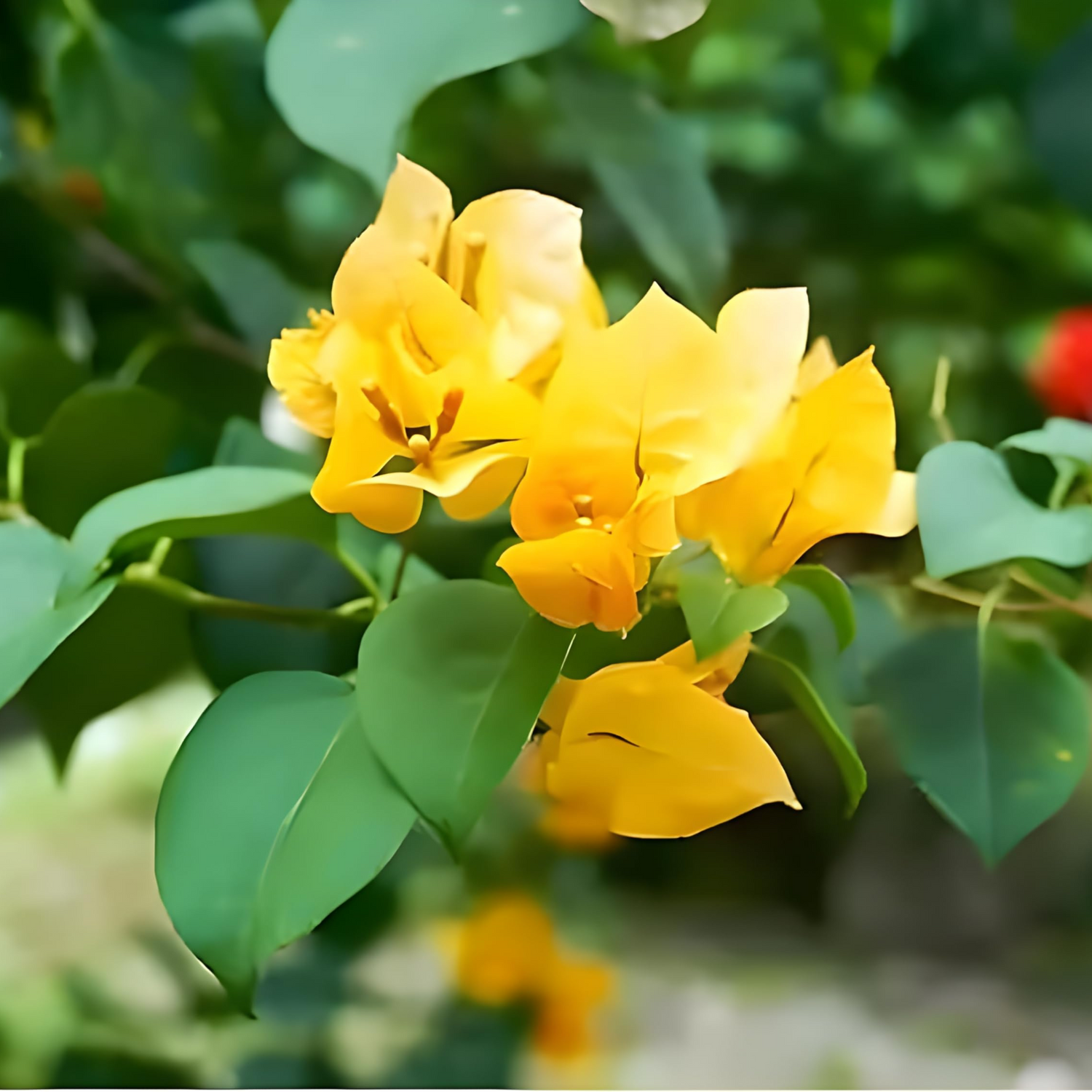 Bougainvillea Yellow Creeper Flower Seeds