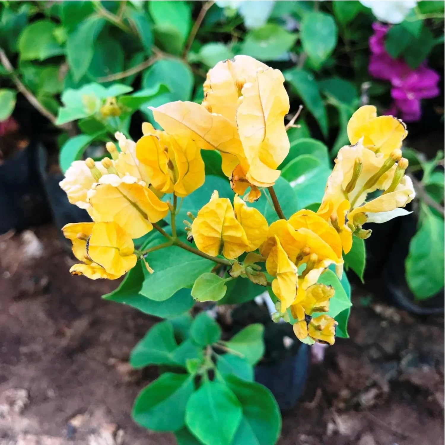 Bougainvillea Yellow Creeper Flower Seeds