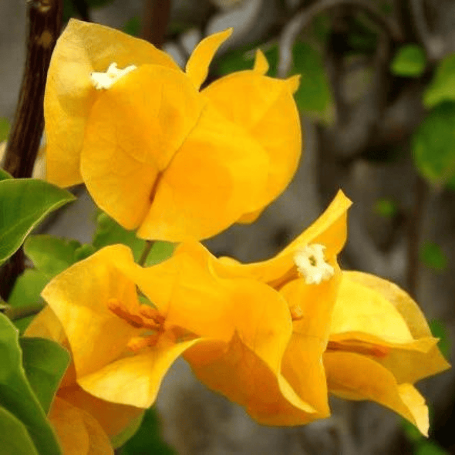 Bougainvillea Yellow Flower Seeds