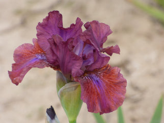 Bounce Intermediate Iris