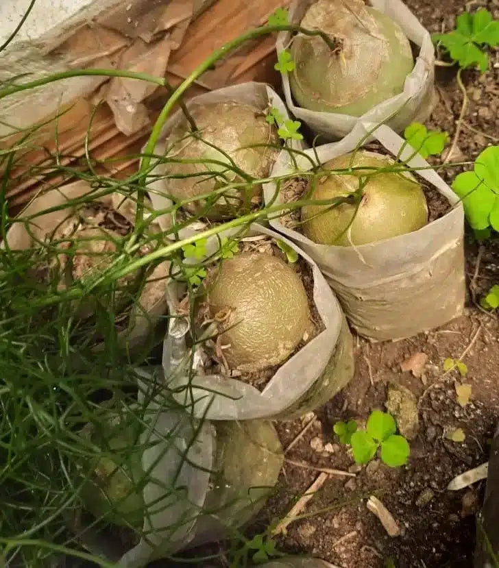 Climbing Onion Allium cepa for planting in vegetable patch