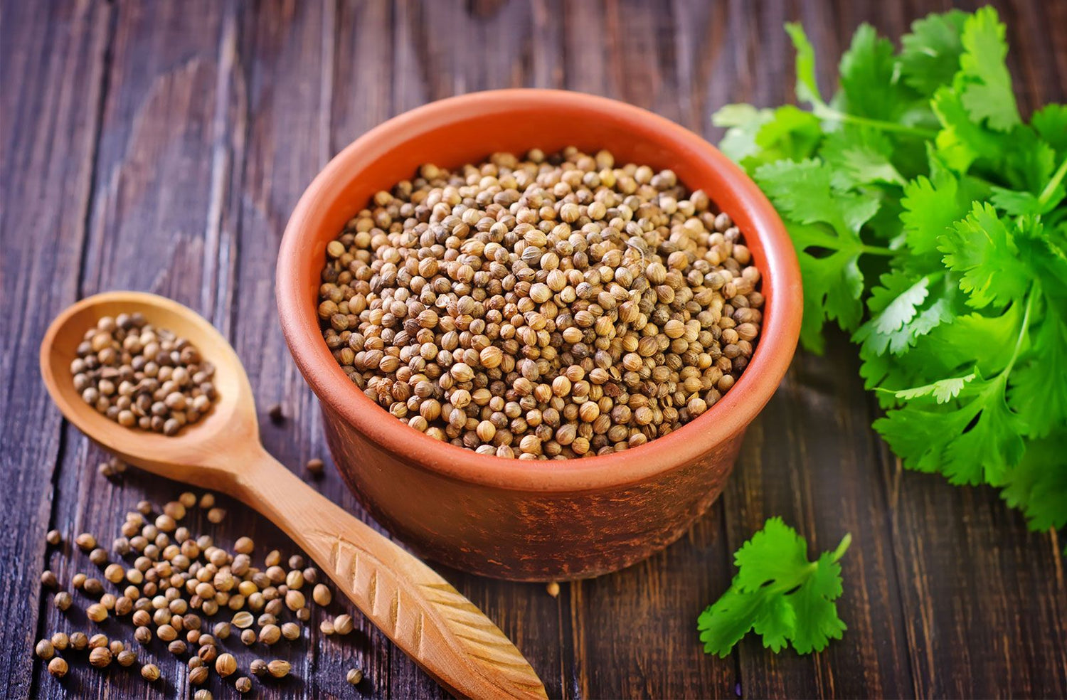 Cilantro Seeds