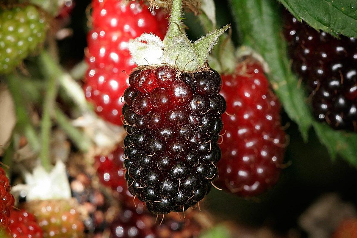 Rubus Boysenberry