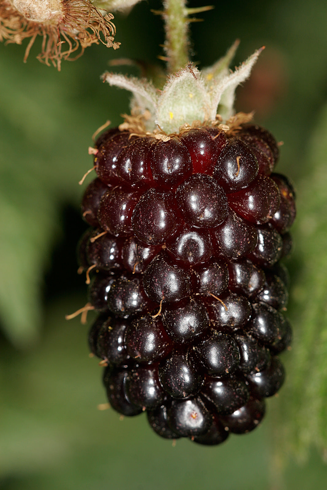 Olallieberry (Rubus L. 'Olallie') Seeds