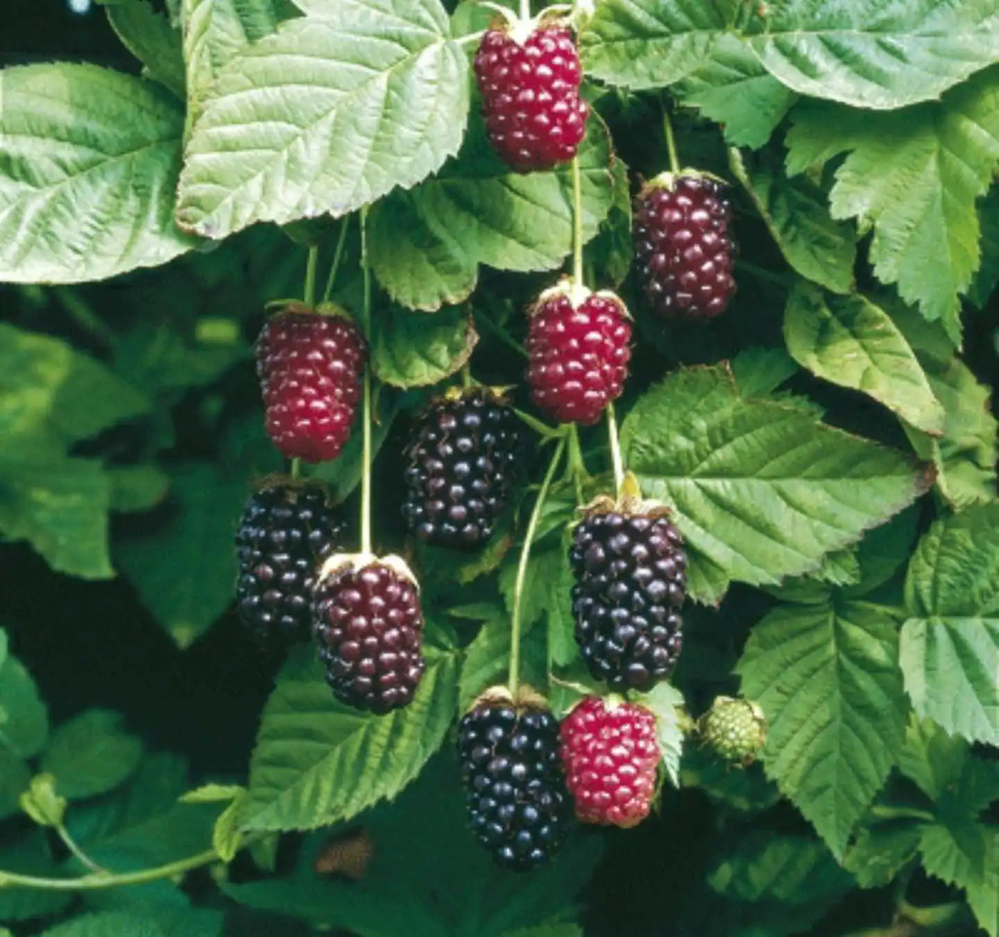 Rubus Boysenberry